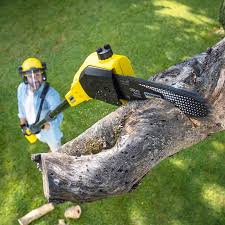 Tree and Shrub Care in Fennville, MI