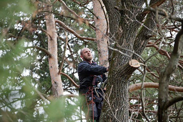 How Our Tree Care Process Works  in  Fennville, MI